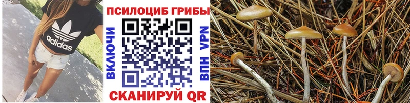 Галлюциногенные грибы Psilocybe  Неман 